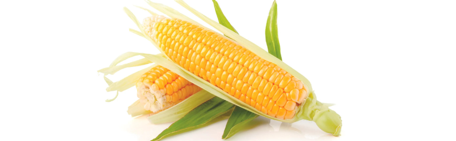 Maize 