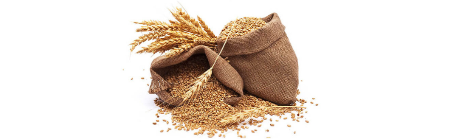 Wheat 